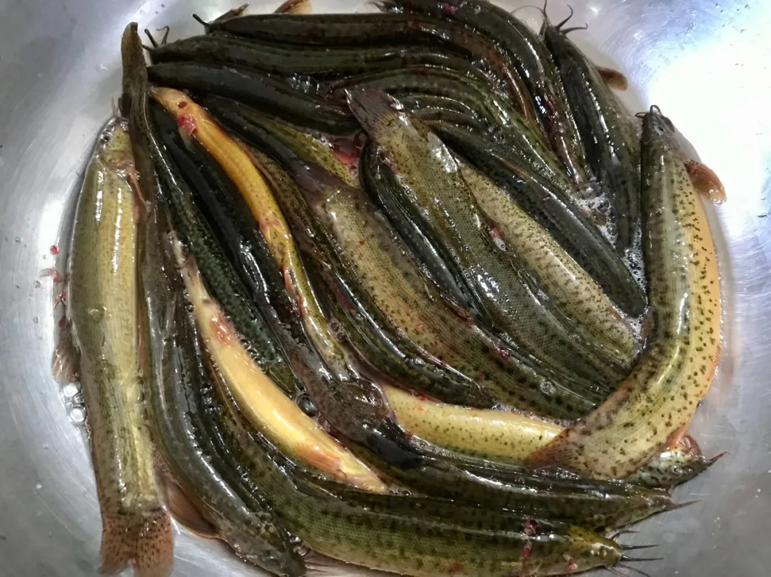 成本投2万，一年挣4万元，农村养殖新项目！插图