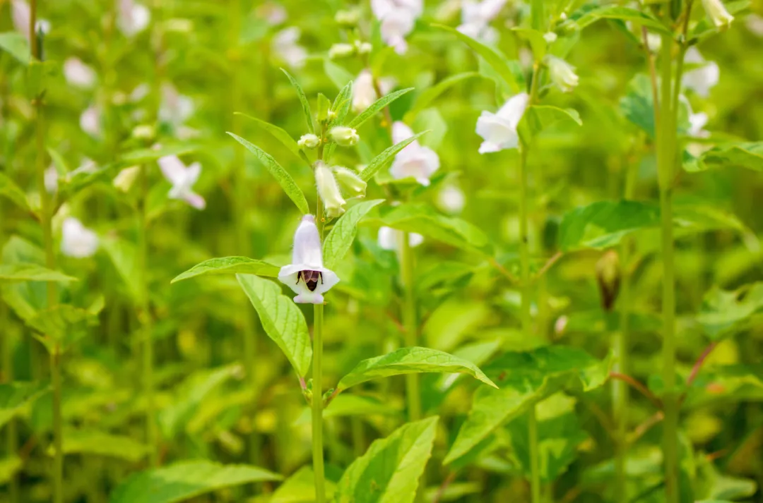 回收0.7元一斤，一年下来能收30万，小众冷门项目~插图2