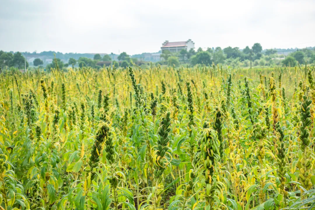 回收0.7元一斤，一年下来能收30万，小众冷门项目~插图4