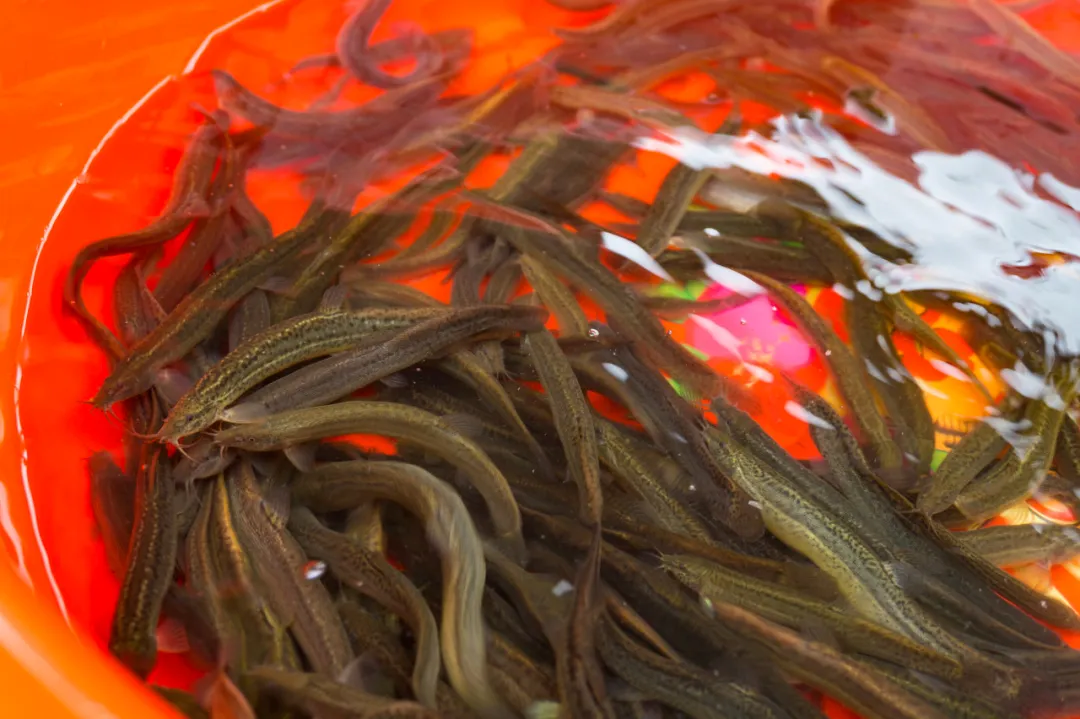 成本投2万，一年挣4万元，农村养殖新项目！插图4