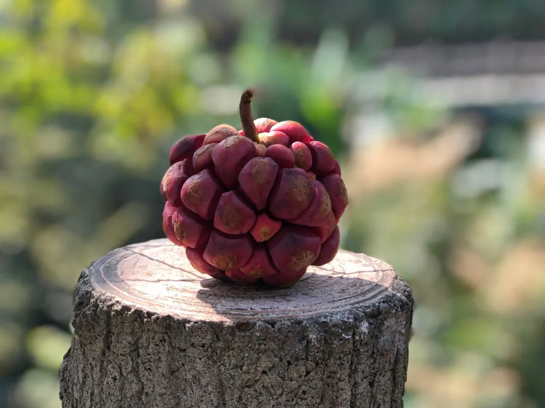 一亩投1万，净赚2万元，农村种植新项目！-云壹网创